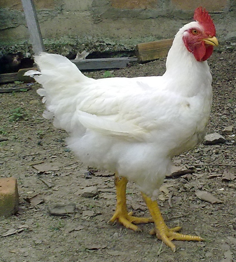 Use of Stunning in Poultry Processing